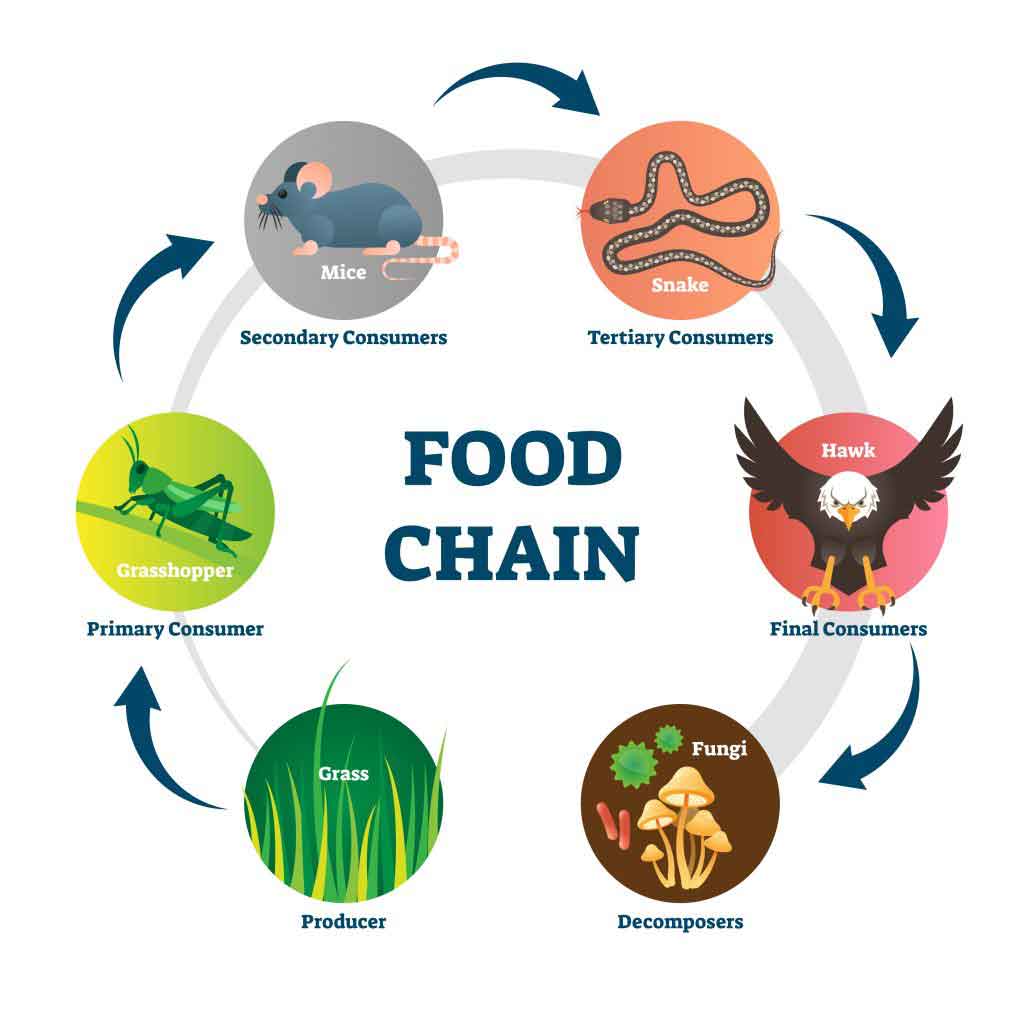 food-chain-quizizz