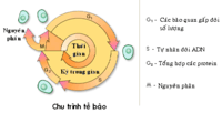 Nhân phân số - Lớp 10 - Quizizz