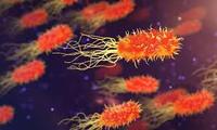 bakteri dan archaea - Kelas 2 - Kuis