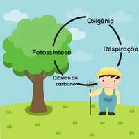 fotossíntese - Série 8 - Questionário