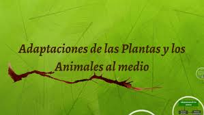 adaptaciones animales - Grado 10 - Quizizz