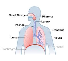 Breathing physiology | Biology Quiz - Quizizz