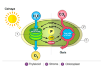 metabolisme - Kelas 7 - Kuis