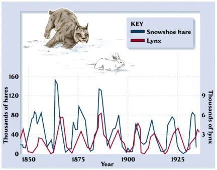 Predator-Prey Graph: Lynx and Hare | Quizizz