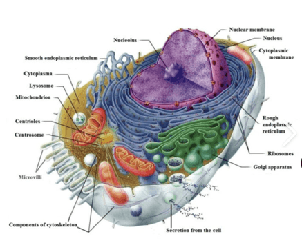 Cells structure 6th LAF | Quizizz