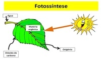 fotossíntese - Série 9 - Questionário