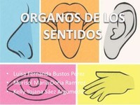 Los 5 Sentidos Tarjetas didácticas - Quizizz