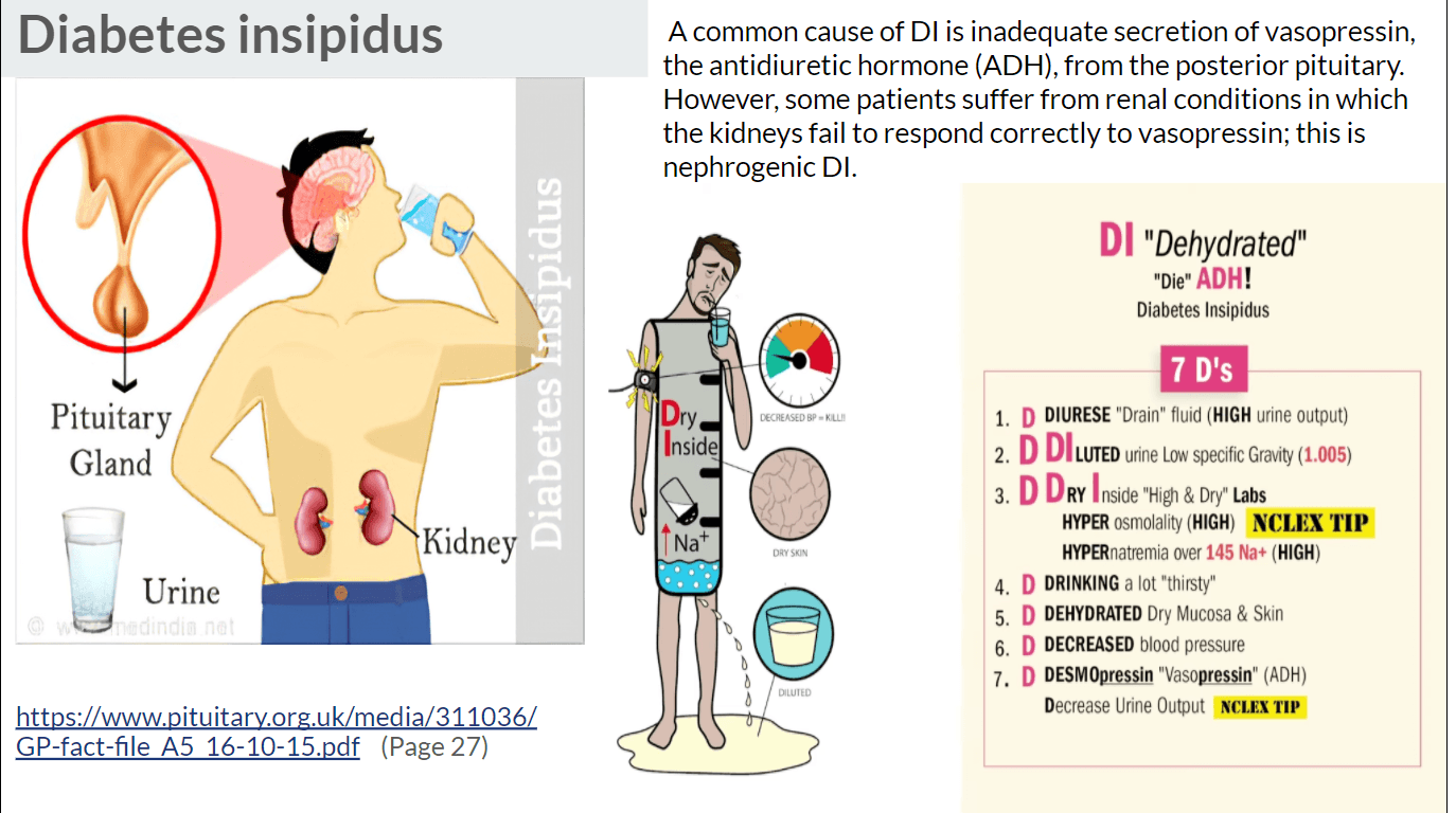 Endocrine System Disorders | Biology - Quizizz