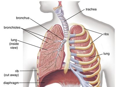 the circulatory and respiratory systems Flashcards - Quizizz