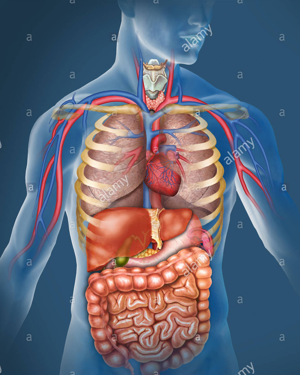 los sistemas digestivo y excretor Tarjetas didácticas - Quizizz