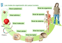 síntesis de arn y proteínas - Grado 5 - Quizizz