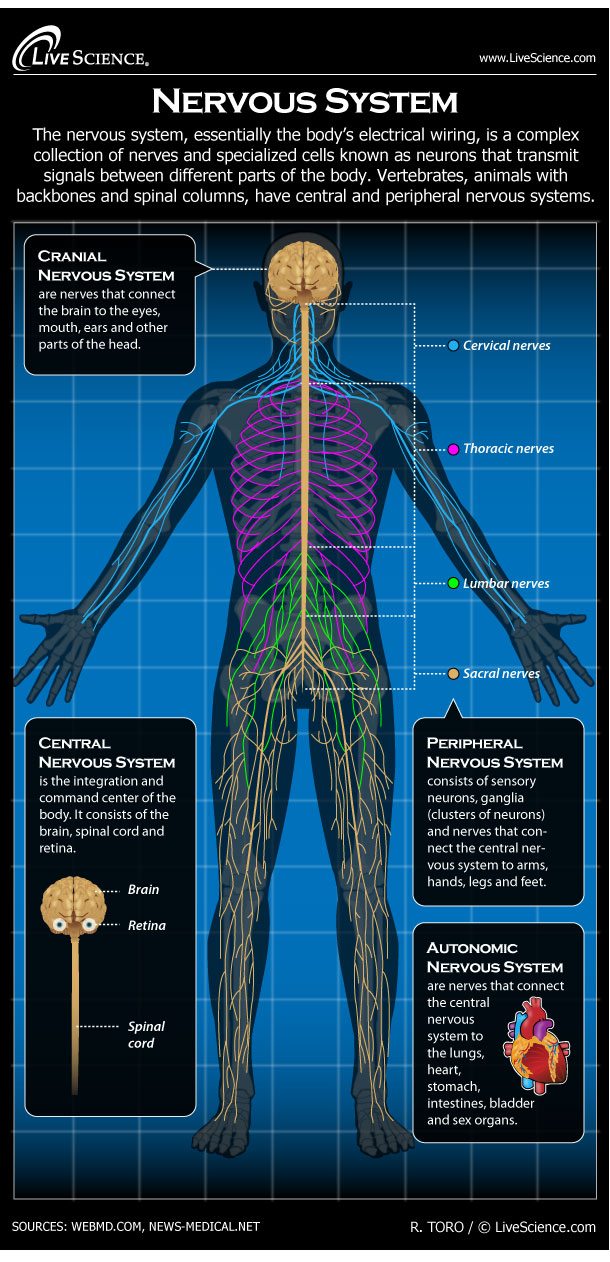 MT Ch 9 Nervous System