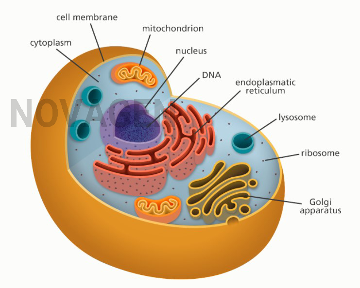 Chức năng Hoạt động - Lớp 6 - Quizizz