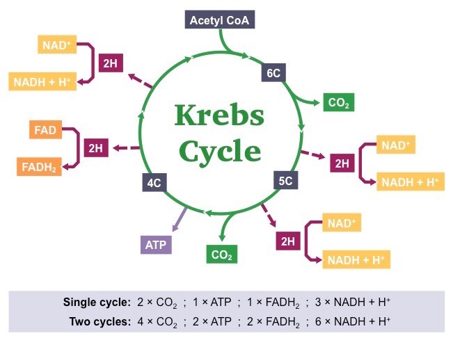 AP Biology: Krebs Cycle questions & answers for quizzes and tests - Quizizz