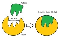 enzymy - Klasa 3 - Quiz