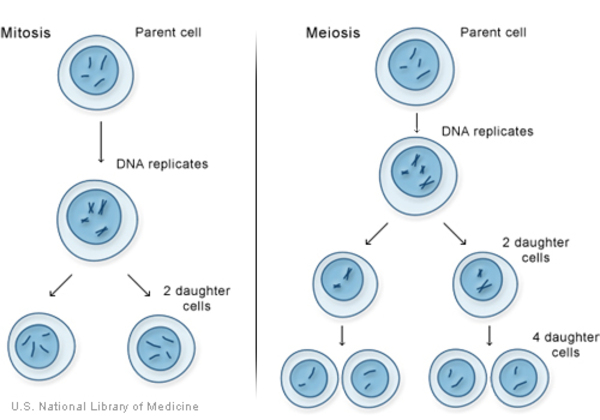 El ciclo celular y la mitosis. - Grado 11 - Quizizz