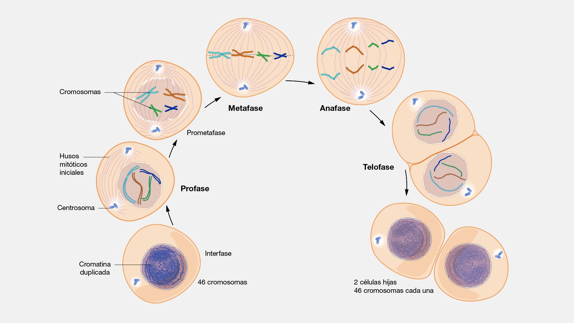 mitosis - Grado 3 - Quizizz