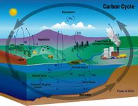 Biogeochemical Cycles Biology Quiz Quizizz