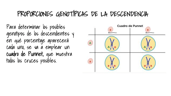 LA HERENCIA BIOLÓGICA II | Biology - Quizizz