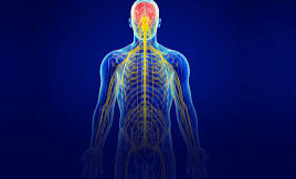 Central Nervous System