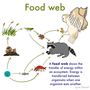 Food Webs and Energy Pyramid Review