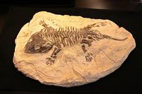 fossils - Year 10 - Quizizz