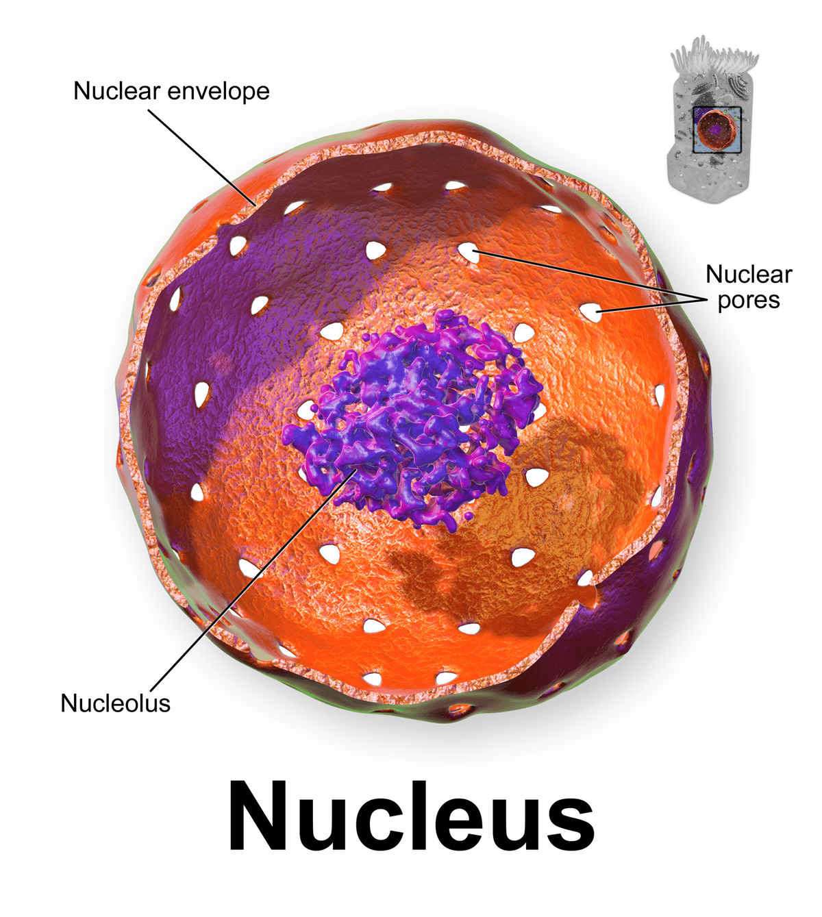 Anatomy Cells Quiz