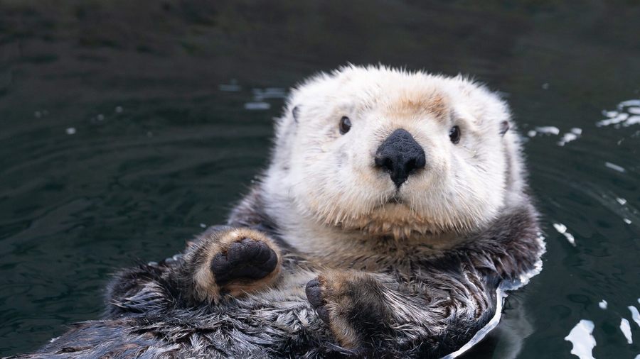 Seals, Sea Lions, Walruses, Sea Otters, and Polar Bears - Quizizz