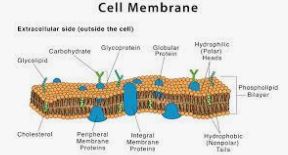 membranas e transporte - Série 10 - Questionário