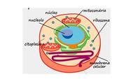 Biología del desarrollo - Grado 11 - Quizizz