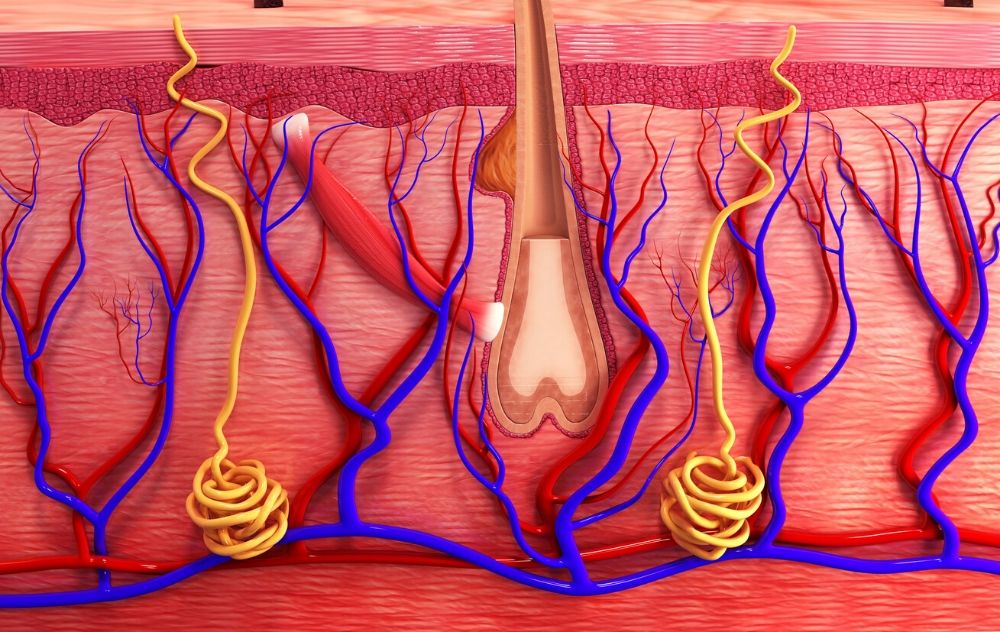 layers-of-the-skin-science-quiz-quizizz