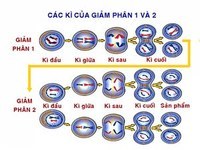 Phân số như một phần của một tổng thể - Lớp 1 - Quizizz