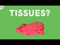 tissues - Grade 7 - Quizizz