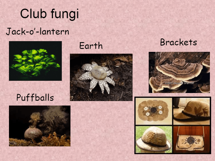 All About Fungi | Science - Quizizz