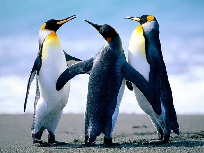 Penguin menggunakan burung dapat berenang Sebutkan Ciri