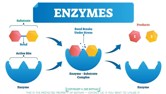 enzymy - Klasa 8 - Quiz