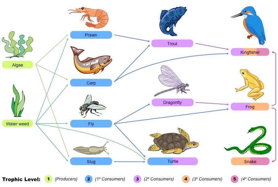 Food Chains And Food Webs Review | 293 Plays | Quizizz