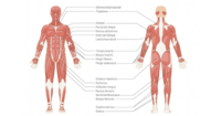 the reproductive system - Grade 11 - Quizizz