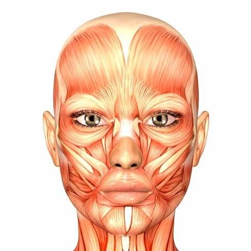 MUSCULATURA OROFACIAL | Science Quiz - Quizizz