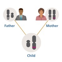 non mendelian inheritance - Year 5 - Quizizz