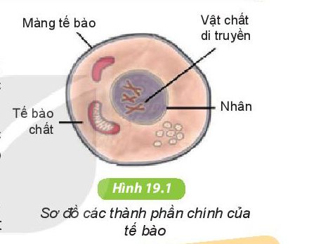 Chức năng - Lớp 6 - Quizizz