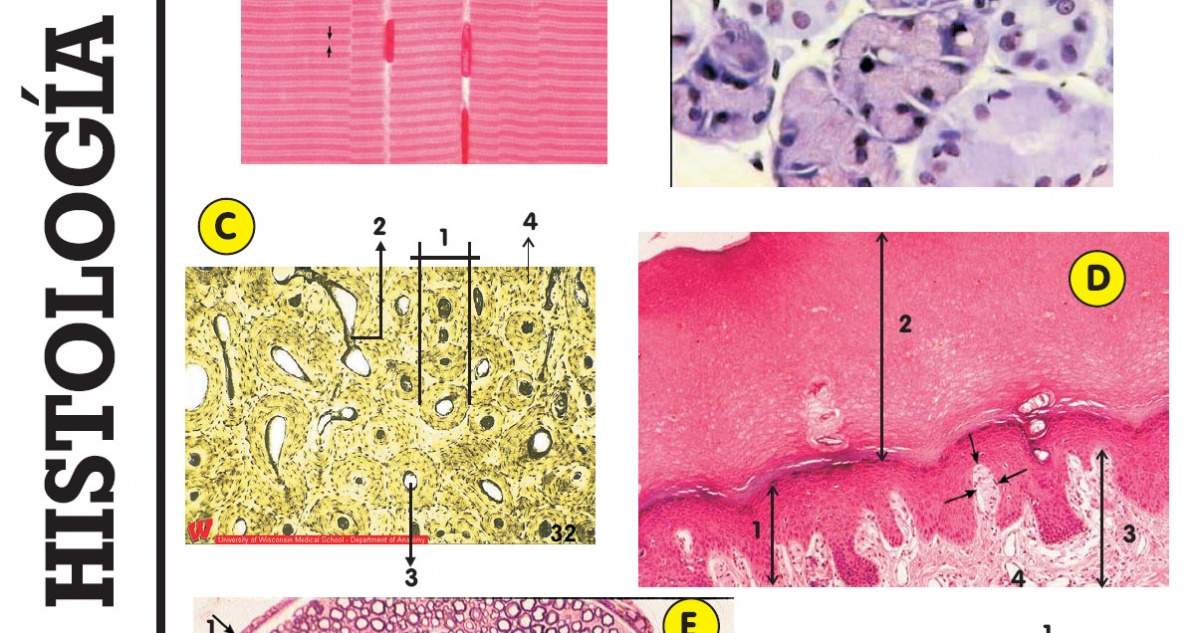 Biología Tarjetas didácticas - Quizizz