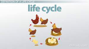 Plant and Animal Life Cycles