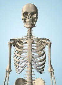 Kemampuan otot untuk memendek sehingga terjadi penarikan tulang yang berlekatan disebut