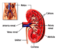 os sistemas digestivo e excretor - Série 12 - Questionário