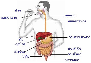 ระบบย่อยอาหารและระบบขับถ่ายปัสสาวะ | 149 Plays | Quizizz