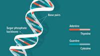 dna structure and replication - Year 9 - Quizizz