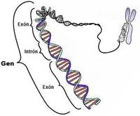 mutação genética Flashcards - Questionário