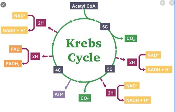 Karbon dioksida dalam respirasi aerob dihasilkan dalam proses….