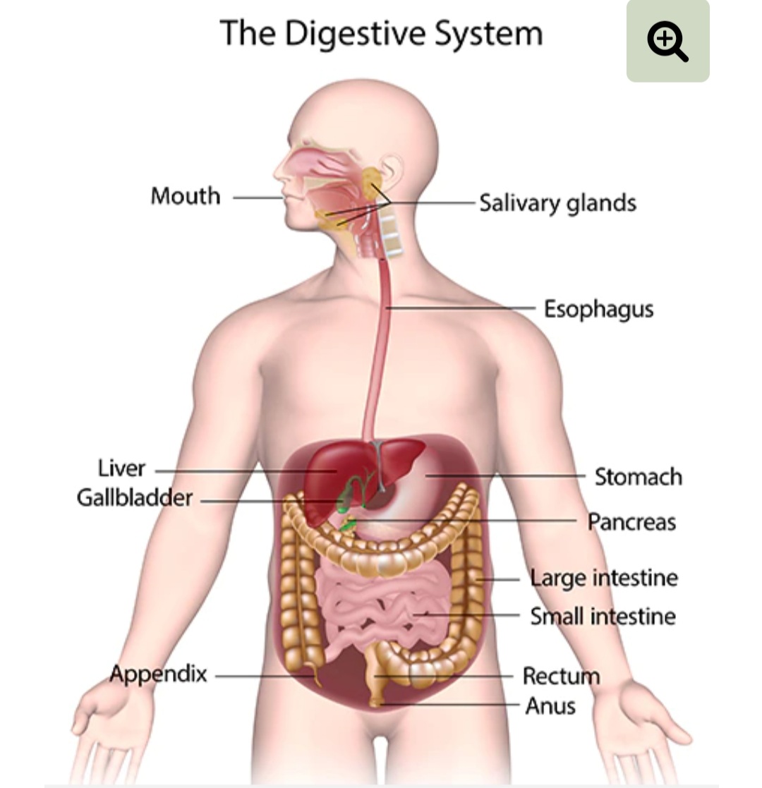 the digestive and excretory systems - Class 11 - Quizizz